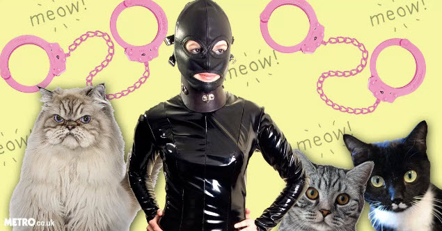 cats and bdsm
