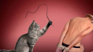 bdsm and cats